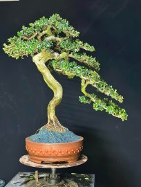 Siêu phẩm văn nhân sam núi hoa
