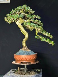 Siêu phẩm văn nhân sam núi hoa
