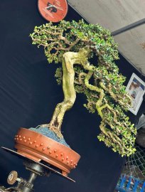 Siêu phẩm văn nhân sam núi hoa