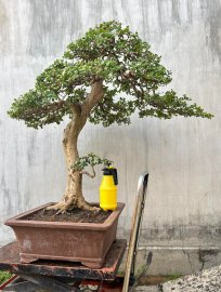 Giao lưu Hải châu zin lá nhỏ sông cầu, chi cành già lâu năm