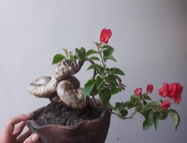 Em Bông Giấy ta ghép Đỏ Son...