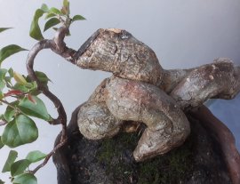 Em Bông Giấy ta ghép Đỏ Son...