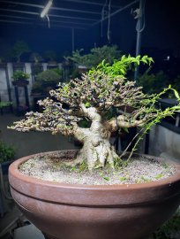 Water Jasmine-Wrightia religiosa tree