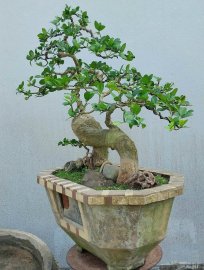 Duối hình thú siêu trái