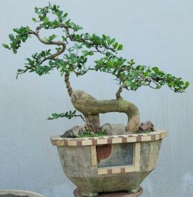 Duối hình thú siêu trái
