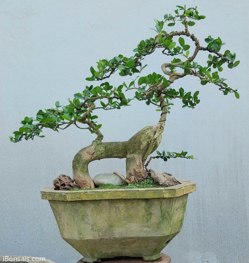 Duối hình thú siêu trái