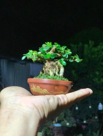 Sam trái 5.5cm