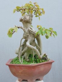 Bồ đề mini 1,5tr bao phí