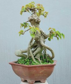 Bồ đề mini 1,5tr bao phí