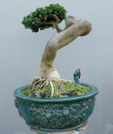 Duối Bình Định
