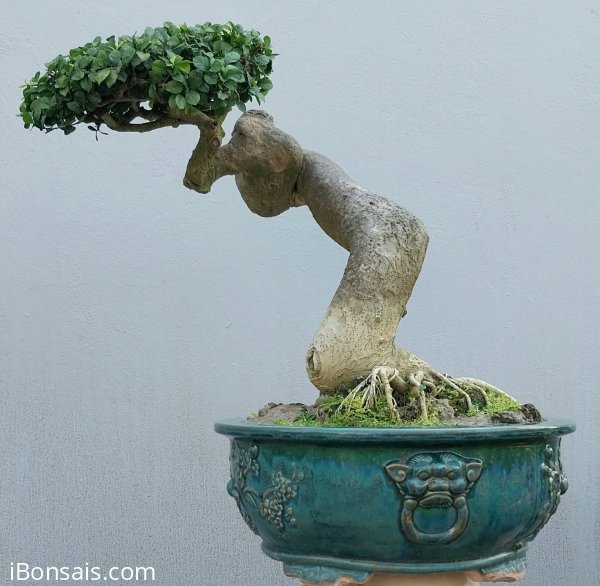 Duối Bình Định