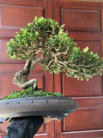 Hải châu rin sông cầu lá cực đẹp cho ae sưu tầm