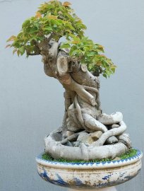 Cây bồ đề nằm chậu lâu năm