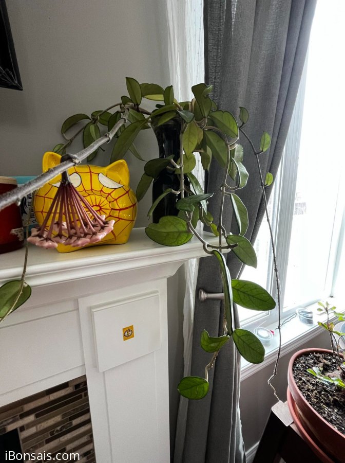 Beautiful hoya plant with flower in the vase