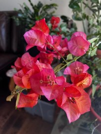 Beautiful and Big Bougainvillea Bonsai tree