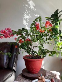 Beautiful and Big Bougainvillea Bonsai tree