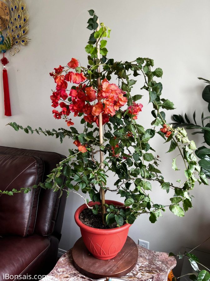Beautiful and Big Bougainvillea Bonsai tree
