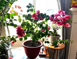 Beautiful and Big Bougainvillea Bonsai tree