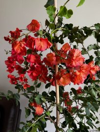 Beautiful and Big Bougainvillea Bonsai tree