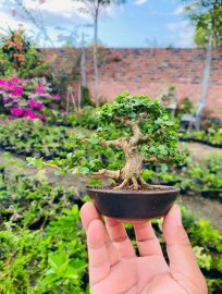 Cổ thụ trong lòng bàn tay