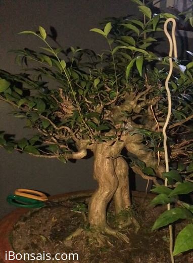 Thanh lý nghĩ chơi hàng hiếm có 102 độc quyền