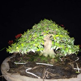 Liều thuốc chửa lành