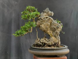 Sam trái kẹt đá
