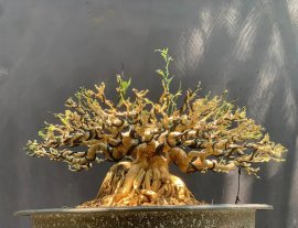 Trái bí nấu canh , quá trời quá đất cái củ 40cm