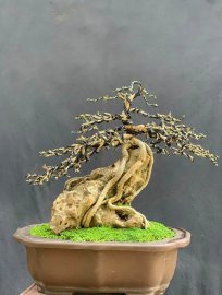 Linh sam sông hinh ôm đá