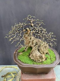 Linh sam sông hinh ôm đá