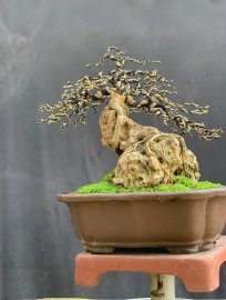 Linh sam sông hinh ôm đá
