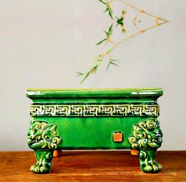 Phom chậu vô cây bao đẹp hoặc trưng bày sưu tầm