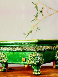 Phom chậu vô cây bao đẹp hoặc trưng bày sưu tầm
