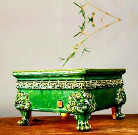 Phom chậu vô cây bao đẹp hoặc trưng bày sưu tầm