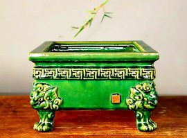 Phom chậu vô cây bao đẹp hoặc trưng bày sưu tầm
