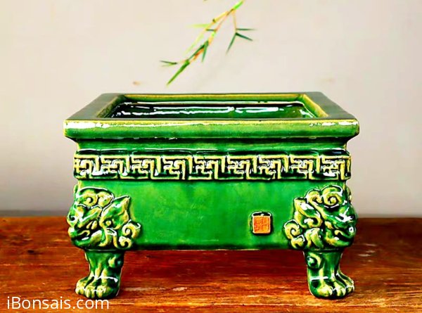 Phom chậu vô cây bao đẹp hoặc trưng bày sưu tầm