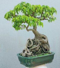 Ficus benjamina tree