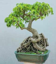 Ficus benjamina tree