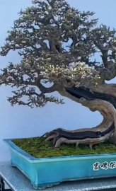 Kim tiền quái đẹp khủng