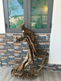 Kim tiền quái đẹp khủng