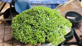 Mai chiếu thủy H 25 cao 19