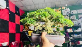 Mai chiếu thủy H 25 cao 19