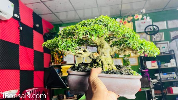 Mai chiếu thủy H 25 cao 19