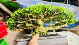 Mai chiếu thủy H 25 cao 19