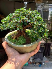 Sam núi trái mini già mịn tàn đế 24h