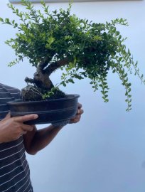 Châu sông cầu tàn già lá siêu đẹp ạ