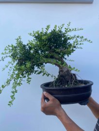 Châu sông cầu tàn già lá siêu đẹp ạ