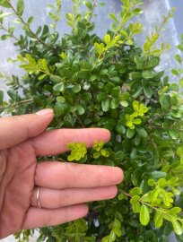 Châu sông cầu tàn già lá siêu đẹp ạ