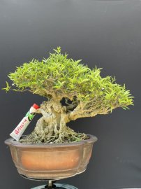 Mai chiếu thuỷ,da đen lá lớn