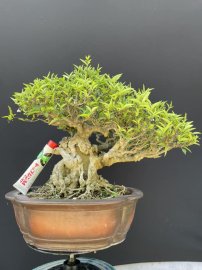 Mai chiếu thuỷ,da đen lá lớn